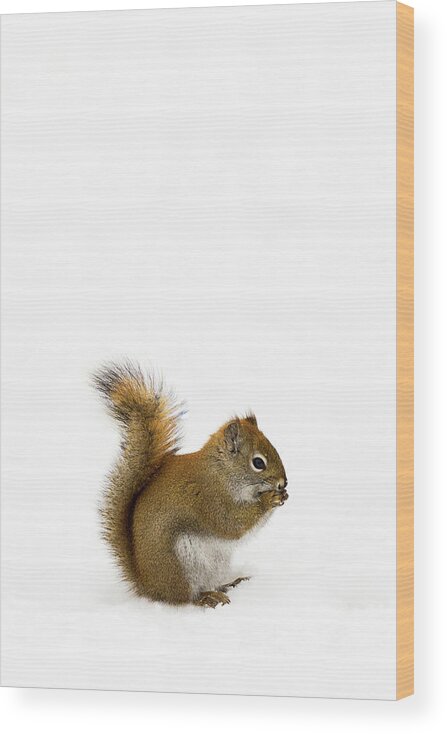Squirrel Wood Print featuring the photograph Squirrel by Nebojsa Novakovic