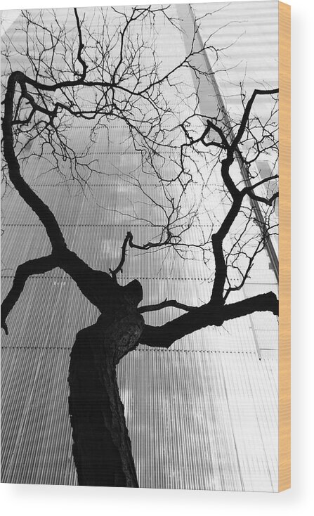 Tree Wood Print featuring the photograph St. Vitus Dance by Kreddible Trout