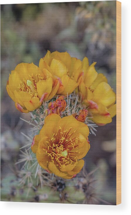 Cactus Wood Print featuring the photograph Staghorn Cholla Blossoms 5 by Teresa Wilson