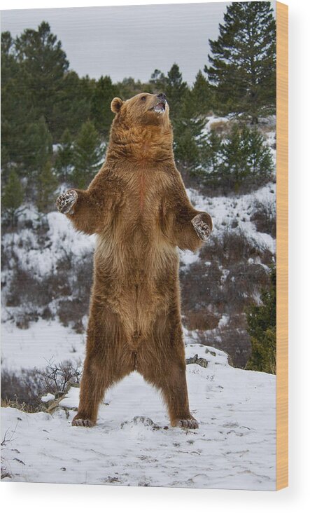 Bear Wood Print featuring the photograph Standing Grizzly Bear by Scott Read