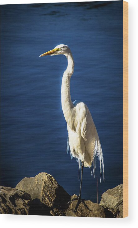 Egret Wood Print featuring the photograph Standing Proud by Steph Gabler