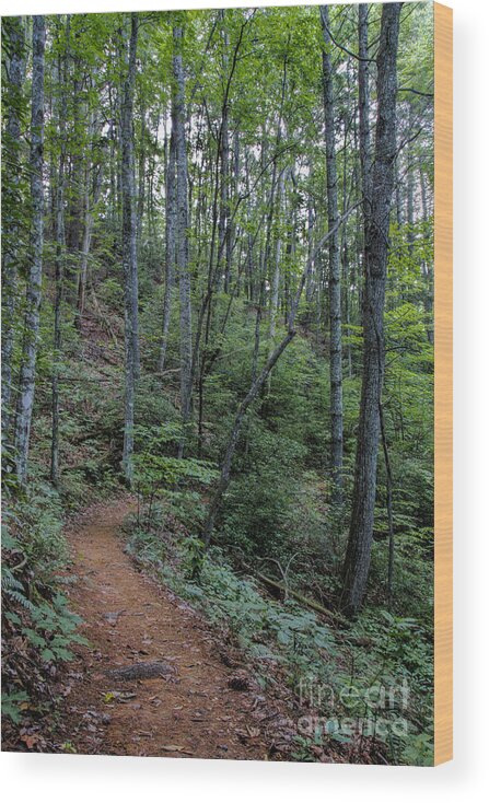 Stanly Gap Trail Wood Print featuring the photograph Stanly Gap Trail by Barbara Bowen