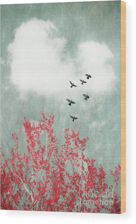 Birds Wood Print featuring the photograph Startled by Priska Wettstein