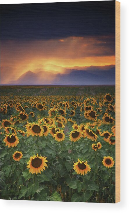 Agriculture Wood Print featuring the photograph Stormy Sunflowers by John De Bord