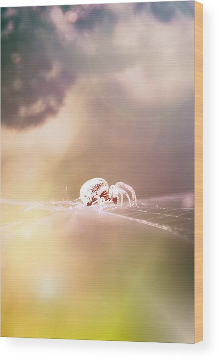 Spider Wood Print featuring the photograph Story Of A Spider by Jaroslav Buna