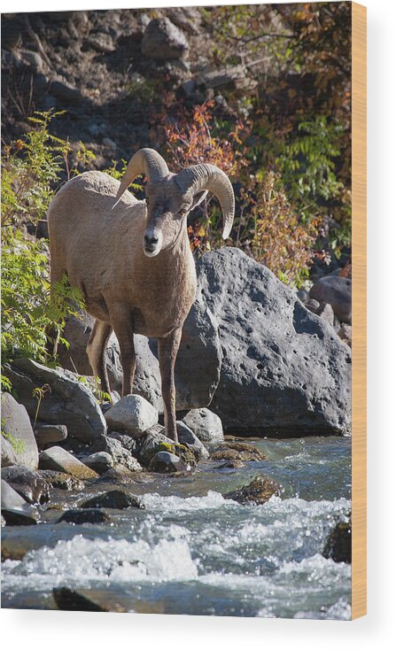 Mark Miller Photos Wood Print featuring the photograph Streamside Bighorn Sheep by Mark Miller