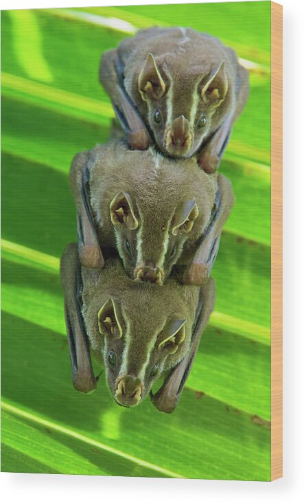 Fn Wood Print featuring the photograph Striped Yellow-eared Bat Vampyressa by James Christensen