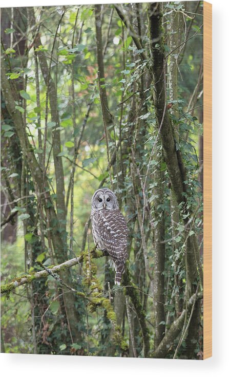 Barred Owl Wood Print featuring the photograph Strix varia Adult by Michael Russell