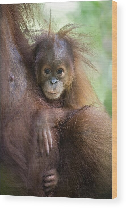 00443969 Wood Print featuring the photograph Sumatran Orangutan 9 Month Old Baby by Suzi Eszterhas