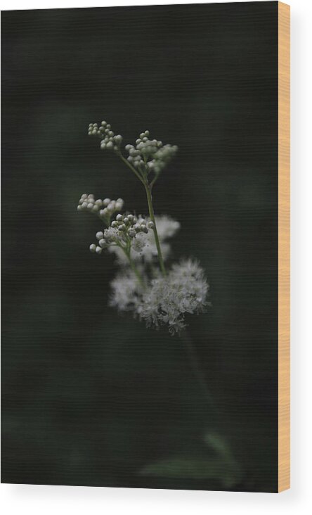 Parsley Wood Print featuring the photograph Summer Night Dream by Randi Grace Nilsberg
