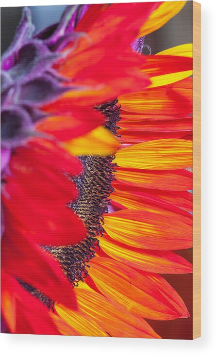 Sunflower Wood Print featuring the photograph Sunflower #7 by Mark Alder