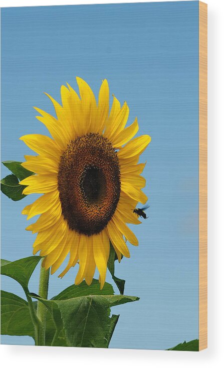 Bee Wood Print featuring the photograph Sunflower and Bee by Alan Hutchins