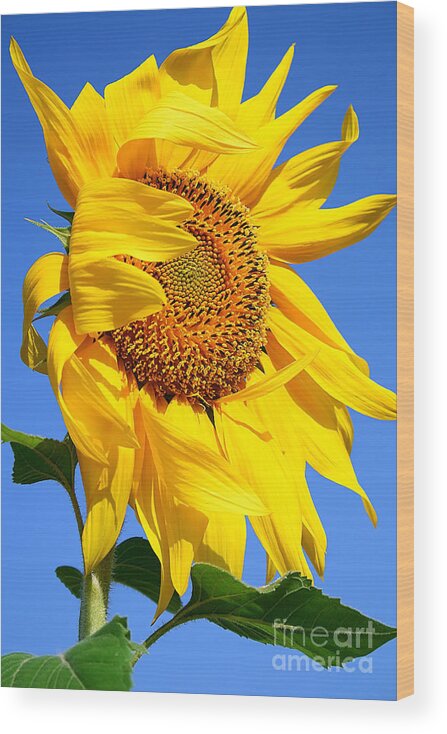 Agriculture Wood Print featuring the photograph Sunflower by Anna Om