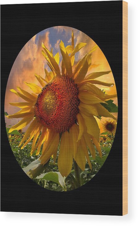Sunflower Wood Print featuring the photograph Sunflower Dawn in Oval by Debra and Dave Vanderlaan