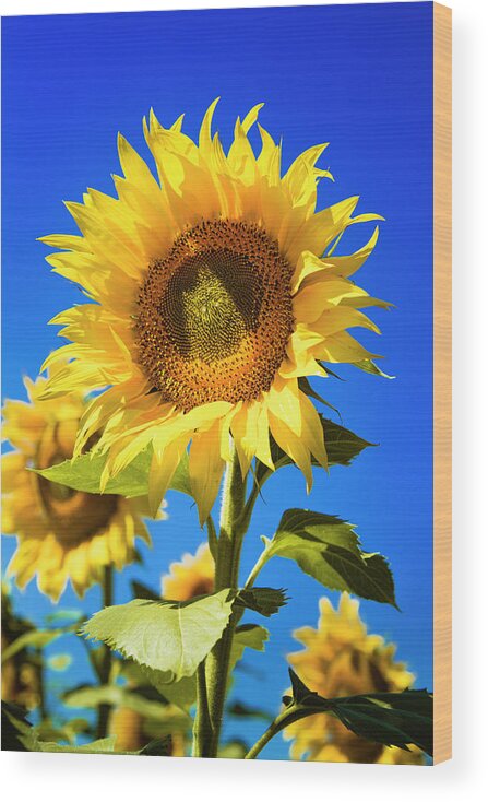Agriculture Wood Print featuring the photograph Sunflower Summer by Teri Virbickis