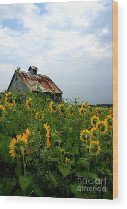Sunflowers Wood Print featuring the photograph Sunflowers Rt 6 by Paula Guttilla