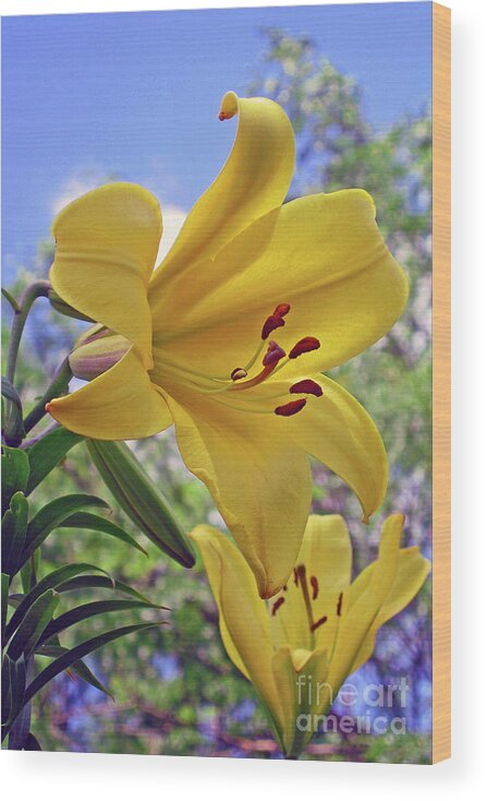 Nieves Nitta Wood Print featuring the photograph Sunlit Lilies by Nieves Nitta