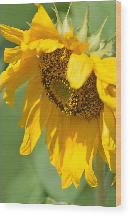 Yellow Flowers Wood Print featuring the photograph Sunny One by Teresa Tilley