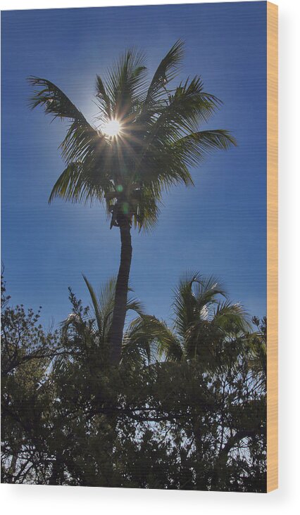 Nature Wood Print featuring the photograph Sunny Palm by Bob Slitzan