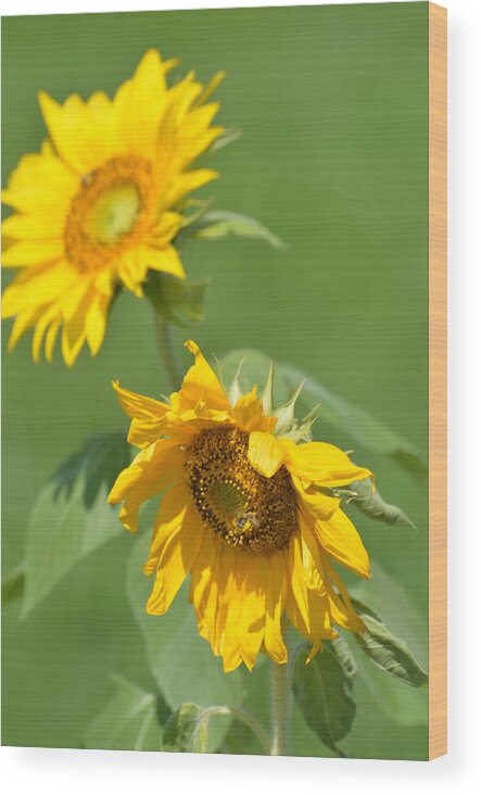 Florals Wood Print featuring the photograph Sunny Side Up 1 by Teresa Tilley