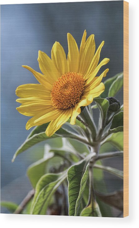 Sunflower Wood Print featuring the photograph Sunny Side Up by Saija Lehtonen