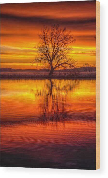 Sunrise Wood Print featuring the photograph Sunrise Tree by Fiskr Larsen