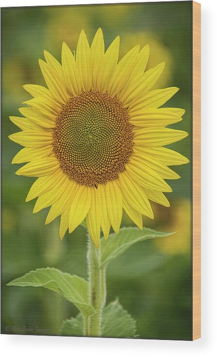 Sunflower Wood Print featuring the photograph Sunshine by Erika Fawcett