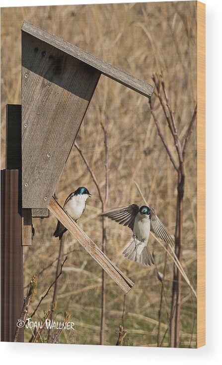 Mn Landscape Arboretum Wood Print featuring the photograph Swallow Landing by Joan Wallner
