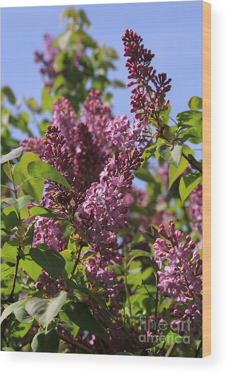 Lilacs Wood Print featuring the photograph Sweet Springtime Lilacs by Carol Groenen