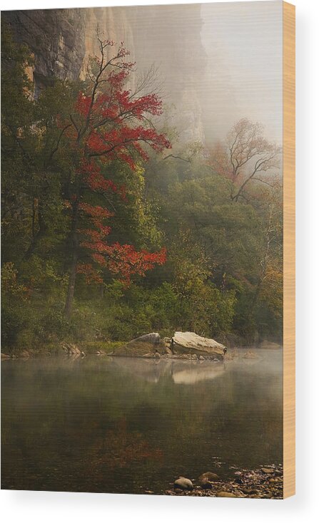 Sweetgum In The Mist Wood Print featuring the photograph Sweetgum in the Mist at Steel Creek by Michael Dougherty