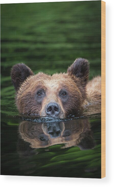 Bears Wood Print featuring the photograph Swimming Grizzly by Bill Cubitt