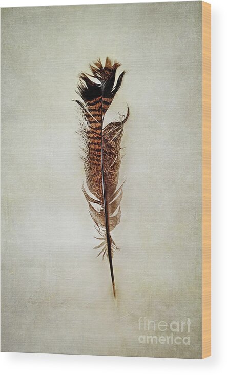 Bird Wood Print featuring the photograph Tattered Turkey Feather by Stephanie Frey