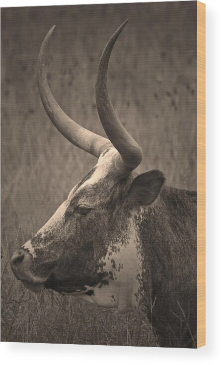 Longhorn Wood Print featuring the photograph Texas Longhorn by Paul Huchton