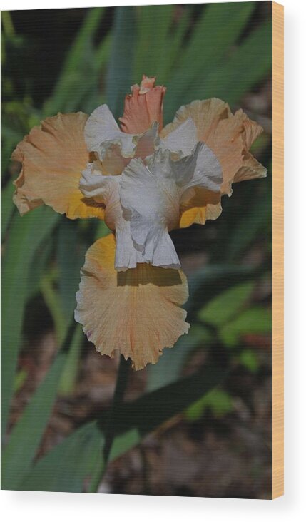 Iris Wood Print featuring the photograph The Angel in My Arms- vertical by Michiale Schneider
