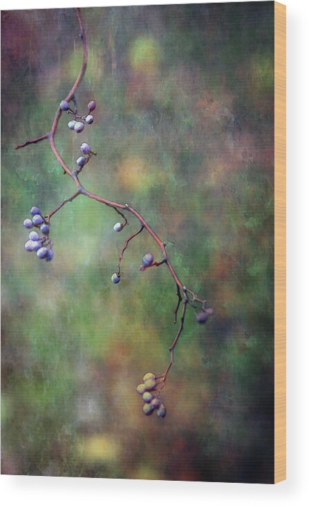 Autumn Berries Wood Print featuring the photograph The Berries Path 6574 LDP_2 by Steven Ward