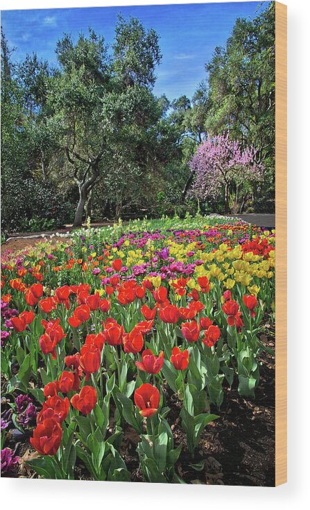 Tulips Wood Print featuring the photograph The Bright Side of Spring by Lynn Bauer