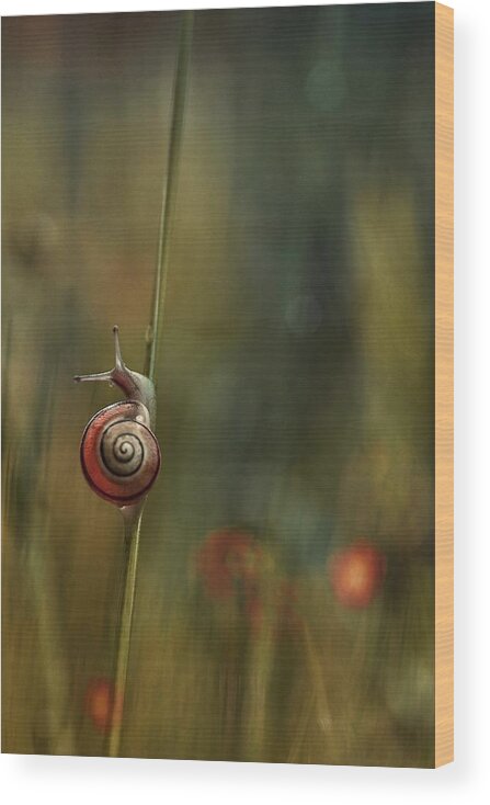 Snail Wood Print featuring the photograph The Discovery Of Slowness by P R I S M A