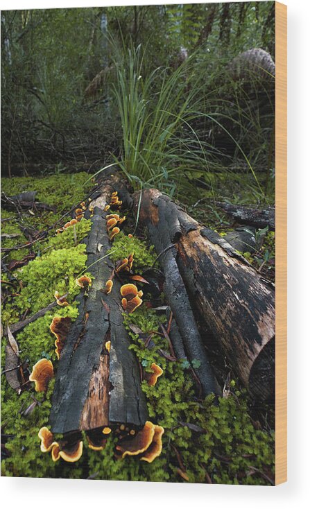 Forest Wood Print featuring the photograph The Forest Floor by Anthony Davey