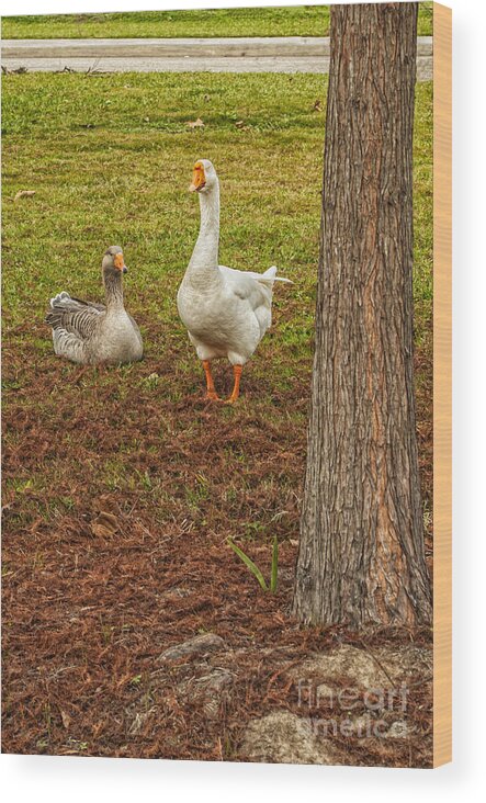 Geese Wood Print featuring the photograph The Goose And The Gander by Frances Ann Hattier