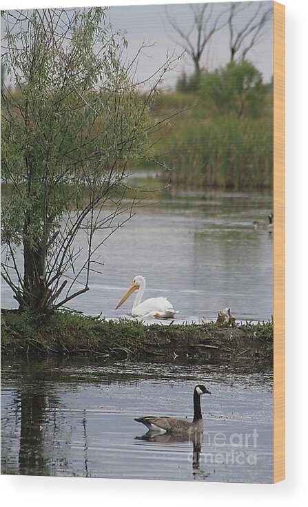 Goose Wood Print featuring the photograph The Goose and the Pelican by Alyce Taylor
