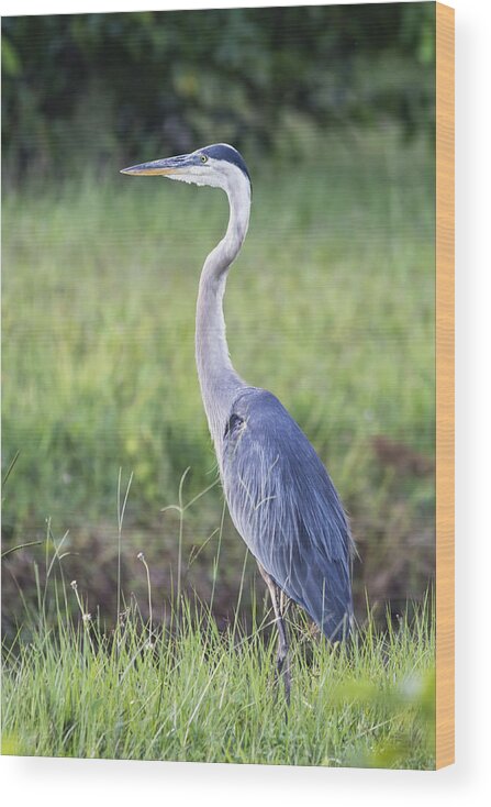 Great Blue Heron Wood Print featuring the photograph The Great Blue by Saija Lehtonen