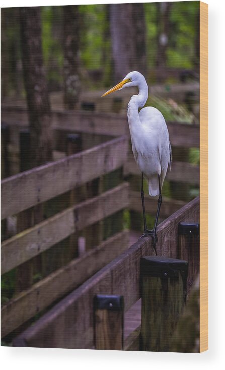 Big Bird Wood Print featuring the photograph The Great Egret by Ron Pate