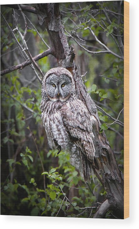 Great Gray Owl Wood Print featuring the photograph The Great Gray by Ryan Smith
