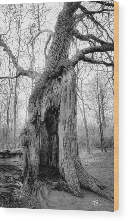 Tree Wood Print featuring the photograph The Great Oak by Jim Vance