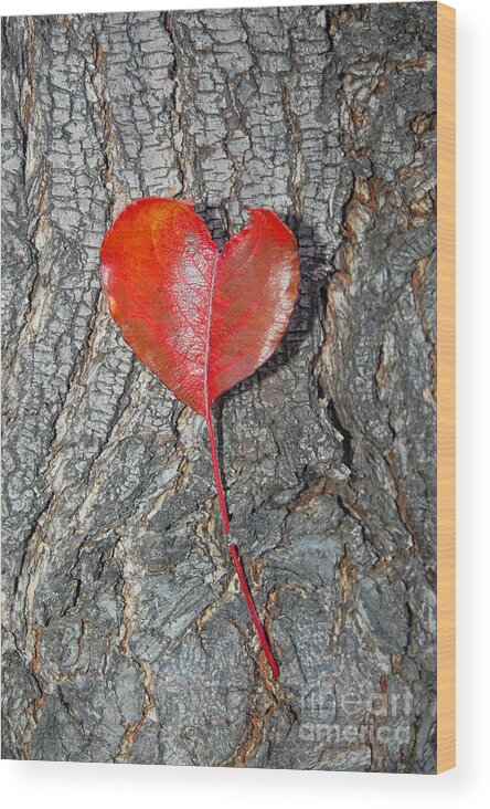 Heart Wood Print featuring the photograph The Heart of a Tree by Debra Thompson