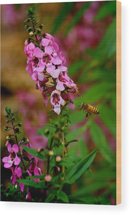 Honey Bee Wood Print featuring the photograph The Little Pollinator by HH Photography of Florida