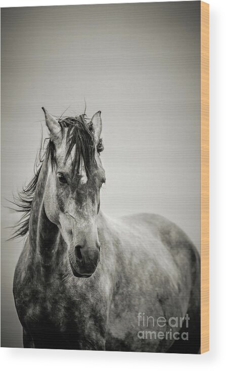 Horse Wood Print featuring the photograph The Lonely Horse Portrait in Black and White by Dimitar Hristov