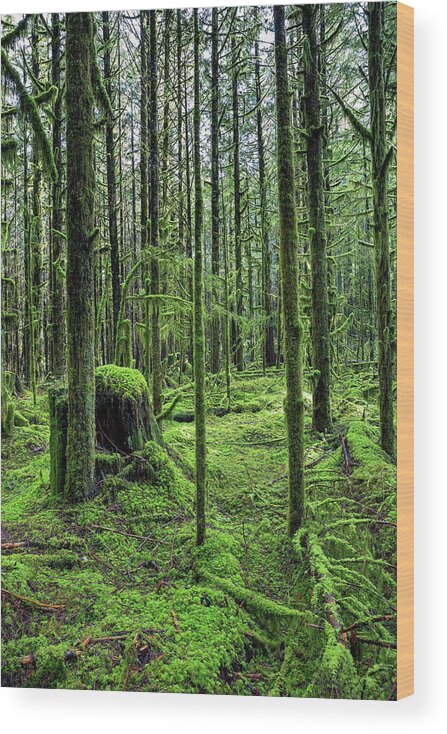 Alex Lyubar Wood Print featuring the photograph The Magic forest by Alex Lyubar
