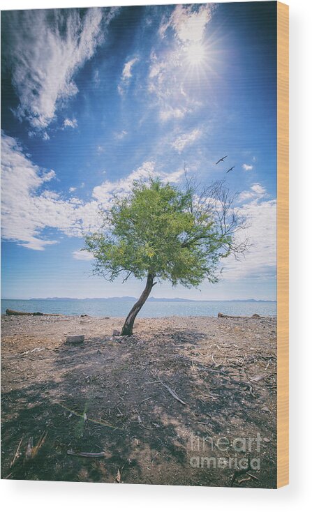 Tree Wood Print featuring the photograph The Mirage by Becqi Sherman