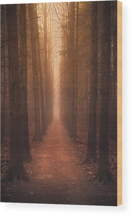 Trees Wood Print featuring the photograph The Narrow Path by Rob Blair
